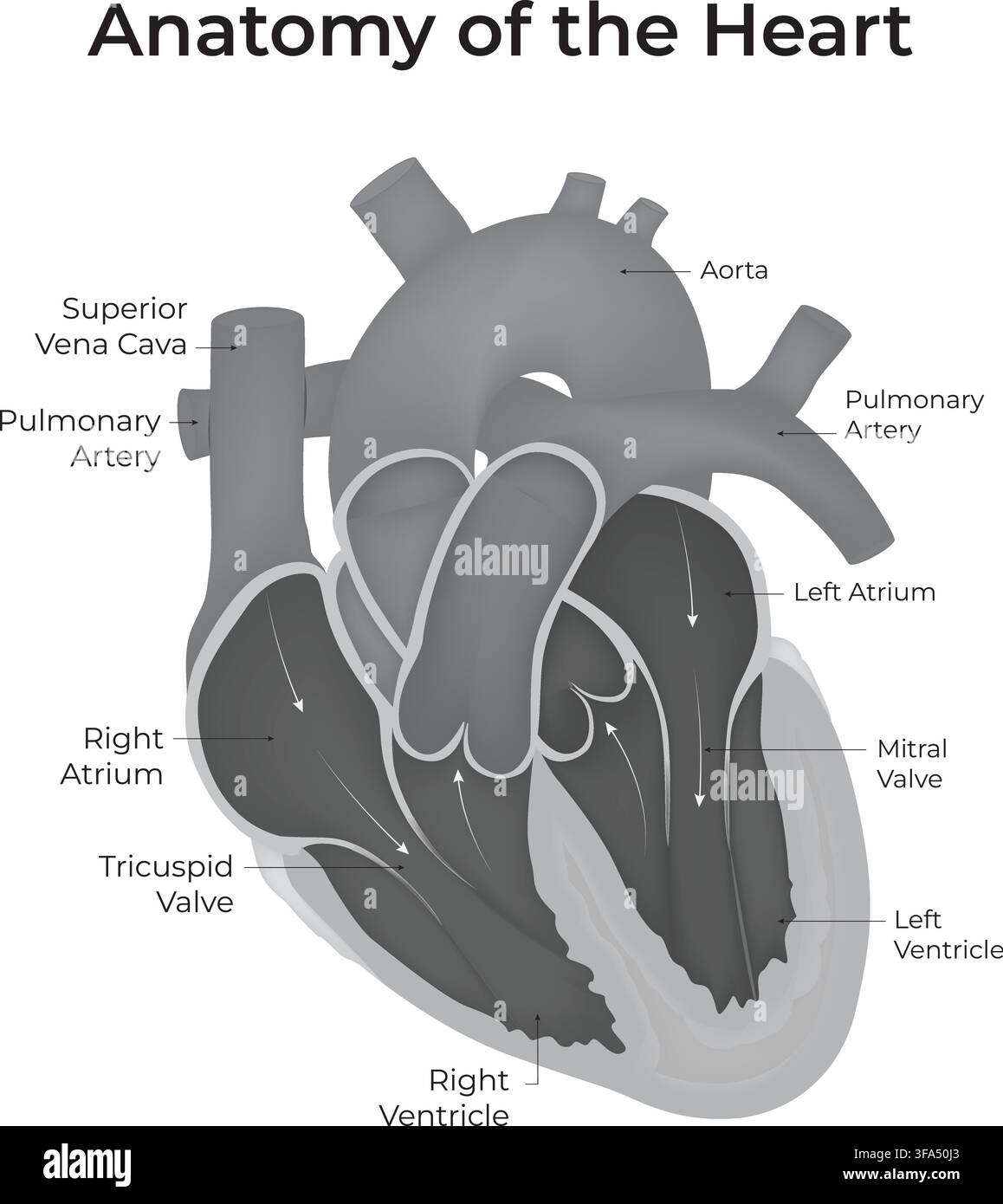 Anatomie du cœur humain montrant les cavités, les valves, l’aorte et l’artère pulmonaire Illustration de Vecteur