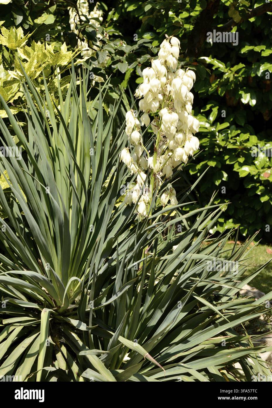 Yucca gloriosa L. ou poignard espagnol poussant dans un environnement urbain, plante architecturale robuste utilisée dans l'aménagement paysager urbain Banque D'Images