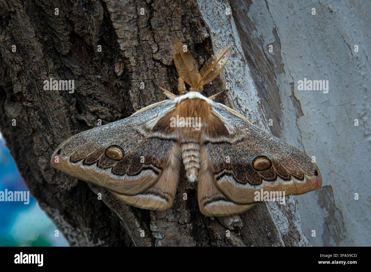 Grand paon du jour, Saturnia pyri, Saturnidae. Le plus grand papillon d’Europe et d’Asie occidentale, l’envergure peut atteindre 16 centimètres. Samarcande, Ouzbékistan. Banque D'Images
