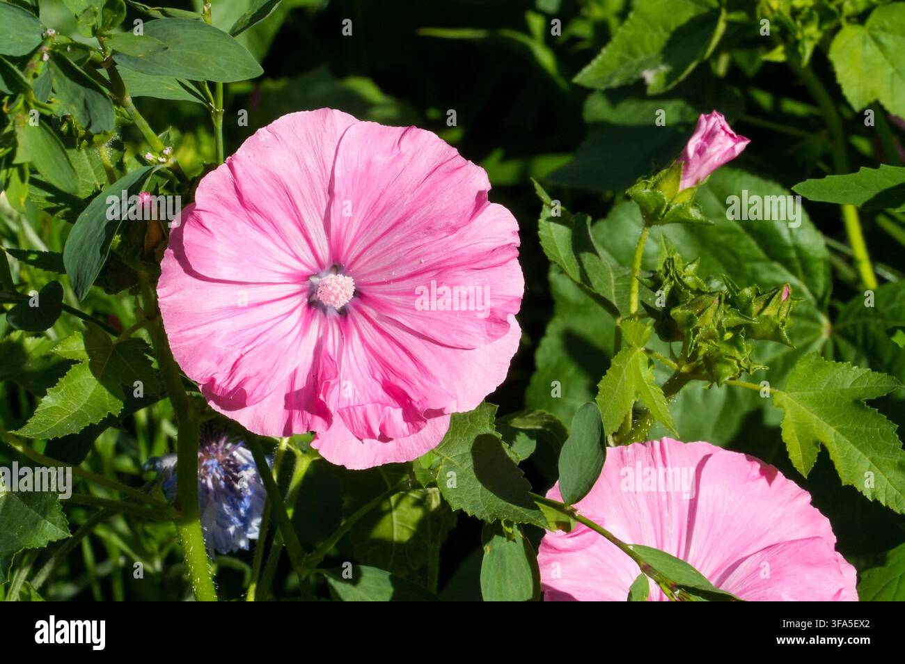 Fleurs de mauve roses dans le jardin par une journée d'été ensoleillée. Jardin et cour Banque D'Images