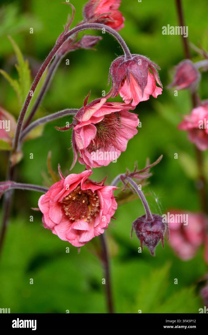 Geum rose 'Bell Bank' (Avens) Fleurs semi-doubles exposées au RHS Garden Harlow Carr, Harrogate, Yorkshire, Angleterre, Royaume-Uni. Banque D'Images