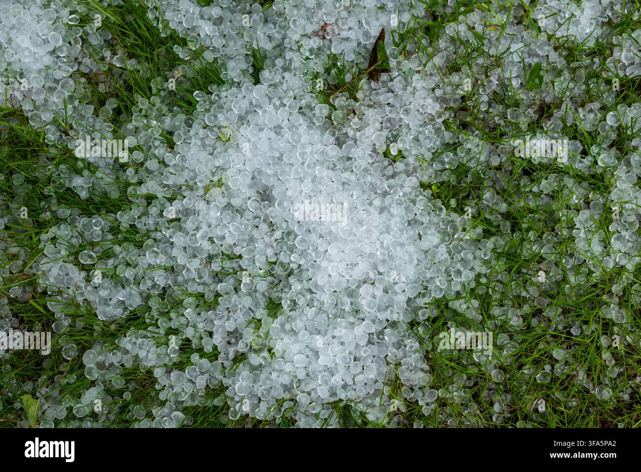 Vue horizontale par le dessus de nombreux grêlons formant une épaisse couche sur l'herbe verte après une grêle. Les grêlons recouvrent presque complètement le Banque D'Images