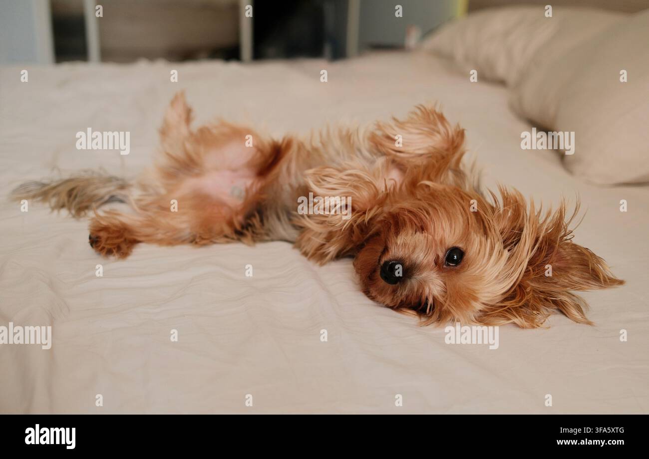 Un Yorkshire Terrier allongé sur le dos sur un lit moelleux dans une pose espiègle et insouciante, mettant en avant la confiance, la détente, le bonheur domestique et le charme Banque D'Images