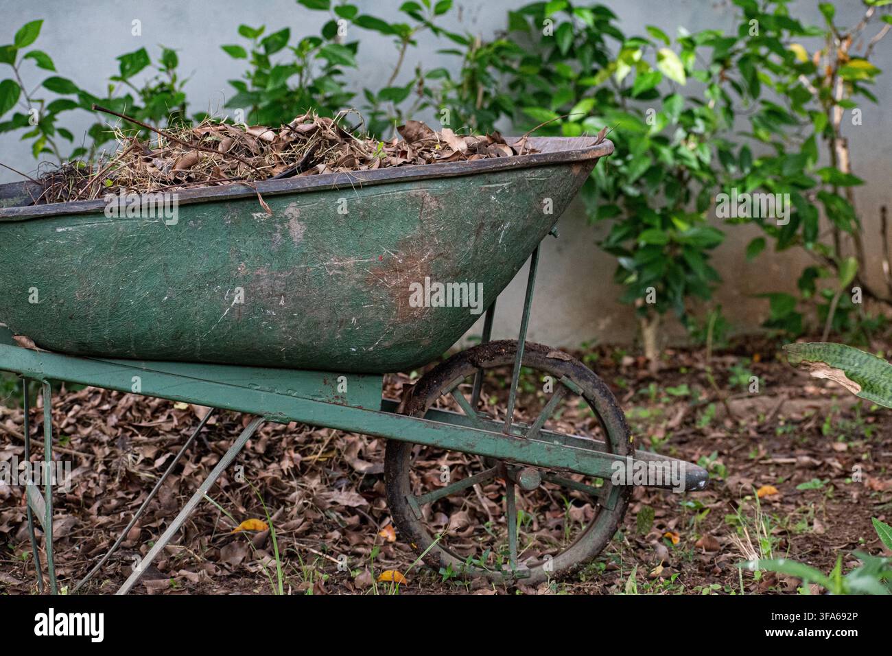 Ancienne brouette verte chargée de feuilles sèches lors de l'entretien des terrains au zoo de Ciego de Avila, Cuba - 11 juillet 2026 Banque D'Images