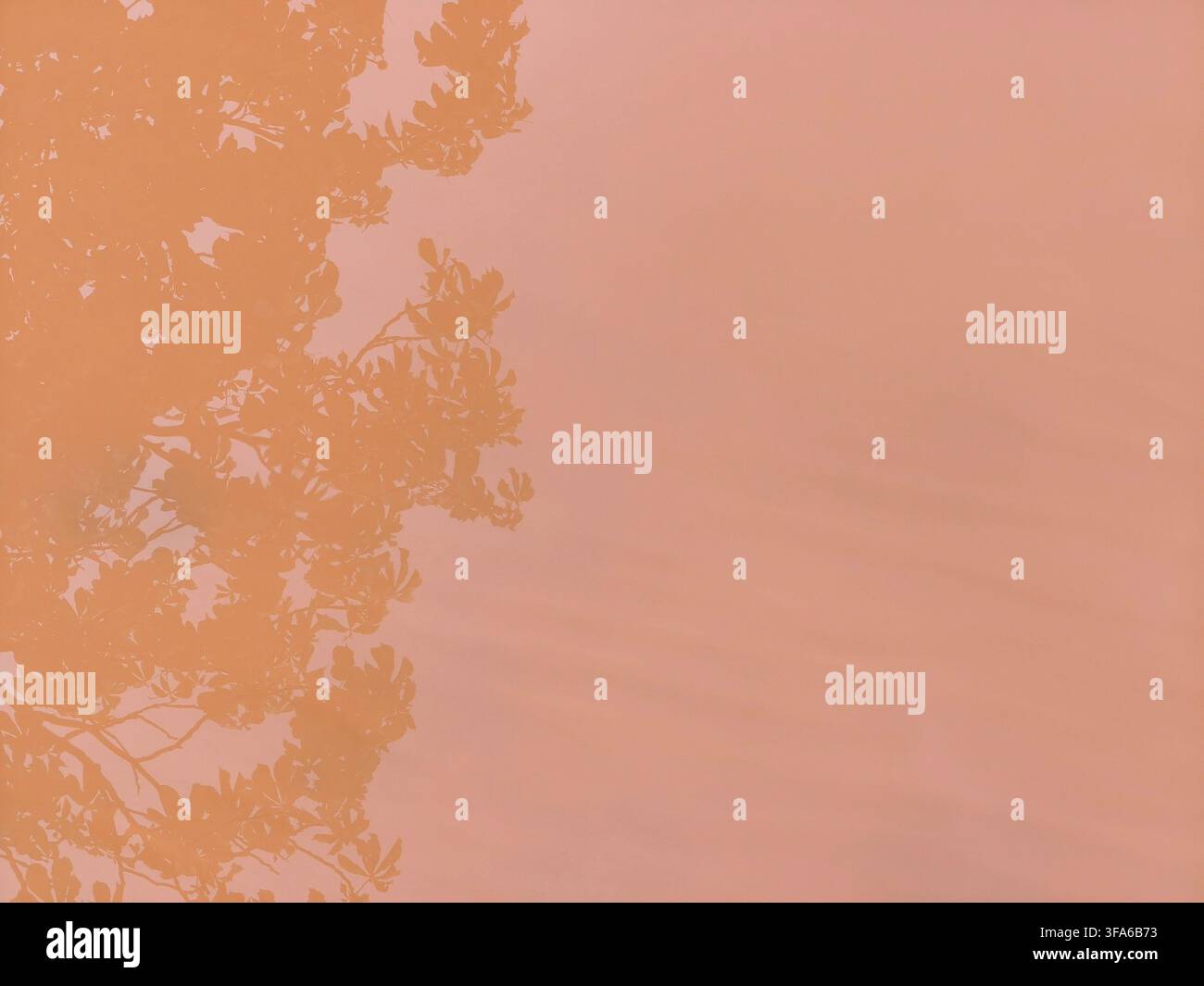 Composition minimaliste avec une ombre de silhouette de branche d'arbre en superposition sur un fond pastel doux couleur pêche. - Image de stock capturée avec un smartphone