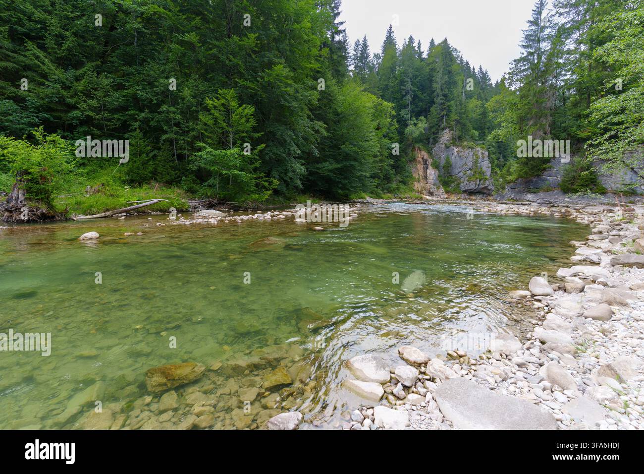L'eau verte cristalline coule doucement sur les pierres lisses de la rivière à travers la gorge pittoresque d'Ammer près de Scheibum, entourée d'une végétation alpine dense et vibrante Banque D'Images