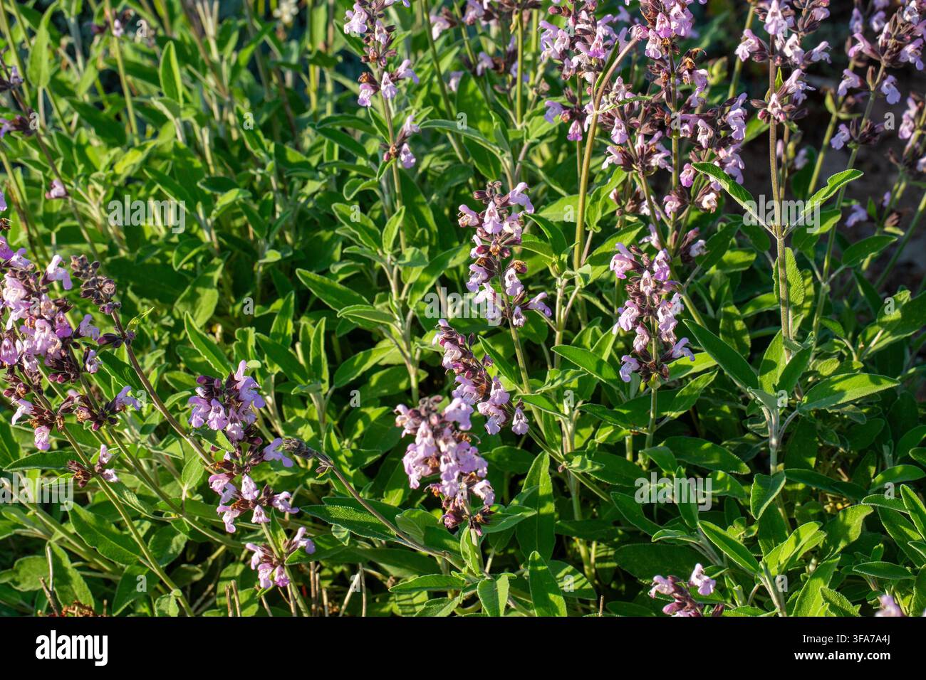 Fleurs violettes en fleur et feuilles veloutées de la sauge officinale (Salvia officinalis) Banque D'Images