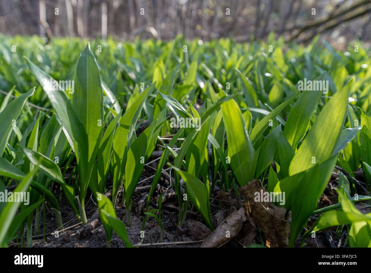 Feuilles d'ail sauvage fraîches recouvrant le sol de la forêt au début du printemps, arrière-plan naturel en faible angle avec mise au point sélective et lumière du soleil. Banque D'Images