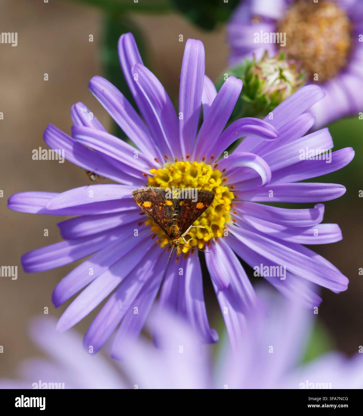 Bournemouth, Dorset, Royaume-Uni. 18 août 2026. Petite micro-mouche se nourrissant par un après-midi chaud et ensoleillé dans un jardin à Bournemouth. Pyrausta aurata Purpuralis, sur une fleur d’aster frikartii monch, aster × frikartii 'Mönch' fleurs de marguerite de la Saint-Michel. Une période difficile pour les papillons et les insectes cherchant de la nourriture avec des terres desséchées, une végétation desséchée à cause des vagues de chaleur cette année et les interdictions d’arrosage. Credit : Carolyn Jenkins/Alamy Live News Banque D'Images