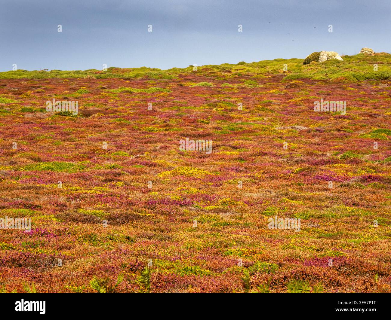 Ajonc et bruyère en fleur sur la landes de Lands End, Cornouailles, Royaume-Uni. Banque D'Images