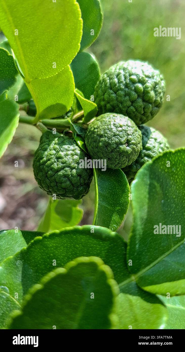 Fruits de citronnier kaffir verts frais poussant sur un arbre citrus Banque D'Images