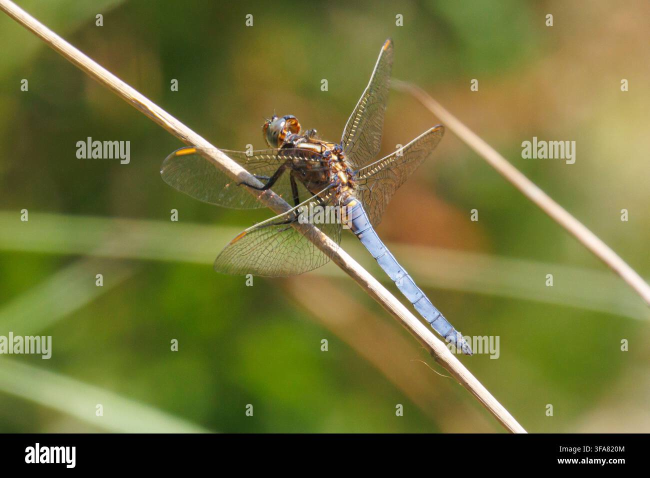 Libellule à croissant, Orthetrum coerulescens posée avec les ailes ouvertes sur un petit bâton dans le Sussex, Royaume-Uni Banque D'Images