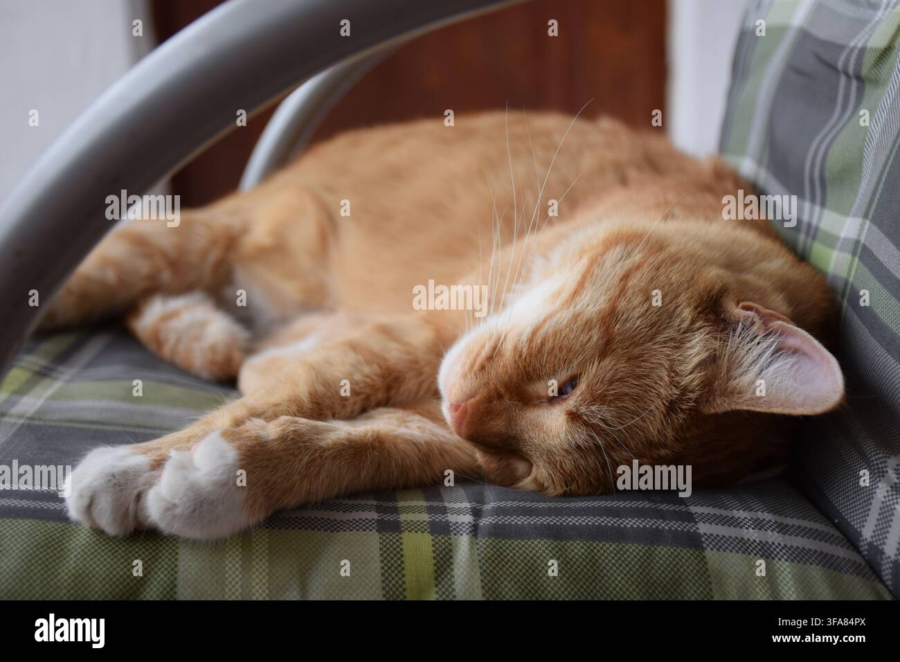 Chat domestique gingembre et blanc dormant paisiblement sur une chaise de jardin rembourrée en plein air... Banque D'Images