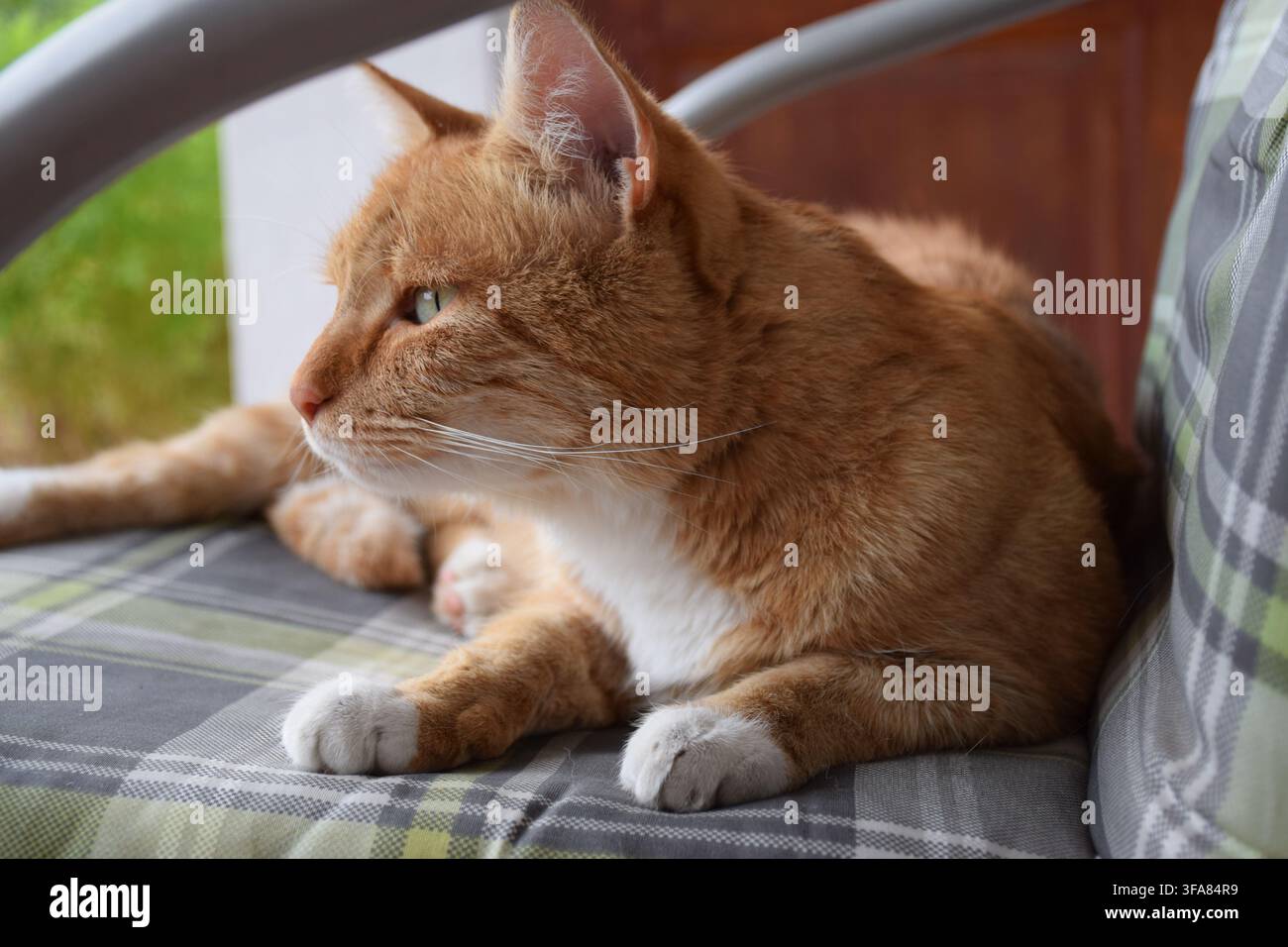 Chat domestique roux et blanc reposant sur une chaise de jardin rembourrée et regardant au loin... Banque D'Images
