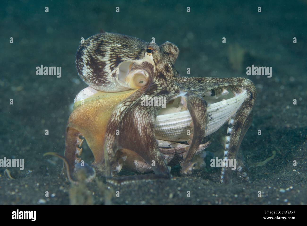 Vue d'un pieuvre à noix de coco portant une coquille blanche sur le fond sablonneux sombre de la détroit de Lembeh, Bitung, Nord-Sulawesi, Indonésie Banque D'Images