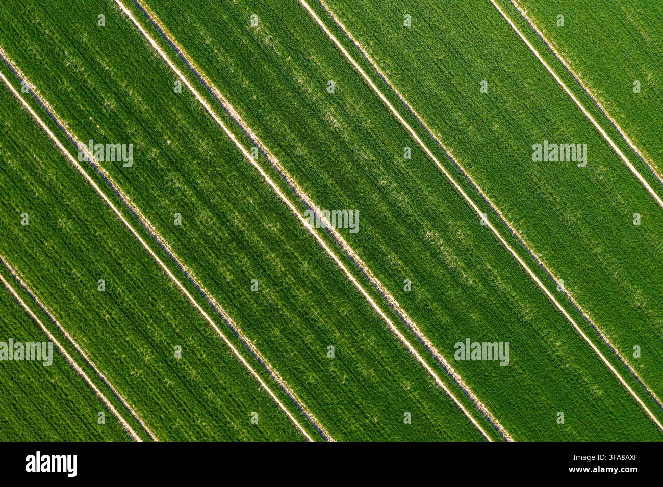 Vue aérienne sur des terres agricoles montrant des traces parallèles de tracteur dans un champ de blé / champ de maïs au printemps Banque D'Images