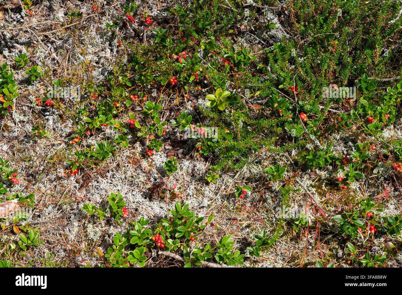 Les baies deaire sauvages poussent parmi les feuilles vertes, la mousse et les lichens pâles sur un sol forestier letton ensoleillé, montrant la flore naturelle des bois du nord Banque D'Images