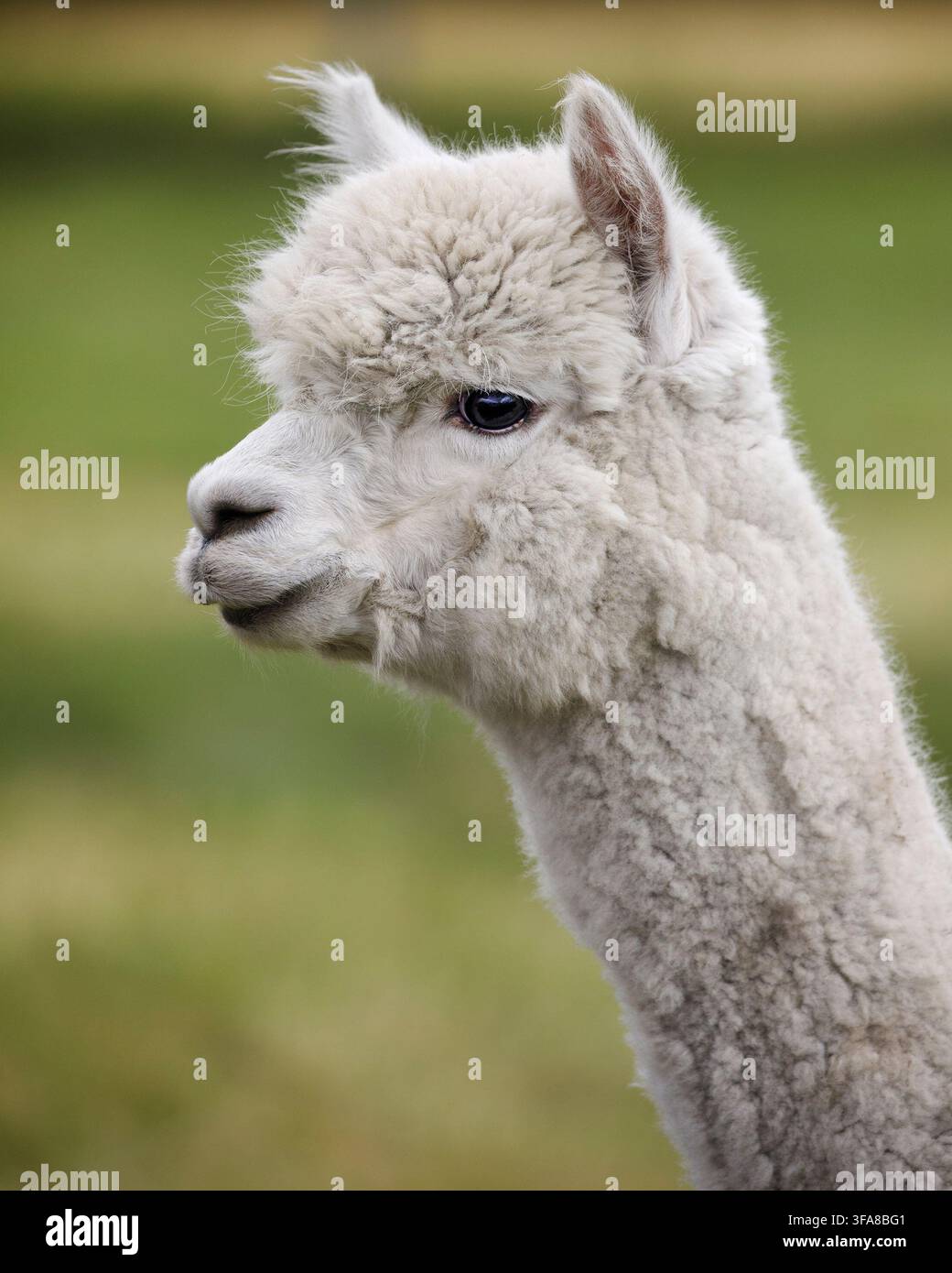 Visage d'alpaca blanc en gros plan. Vicugna paco Banque D'Images