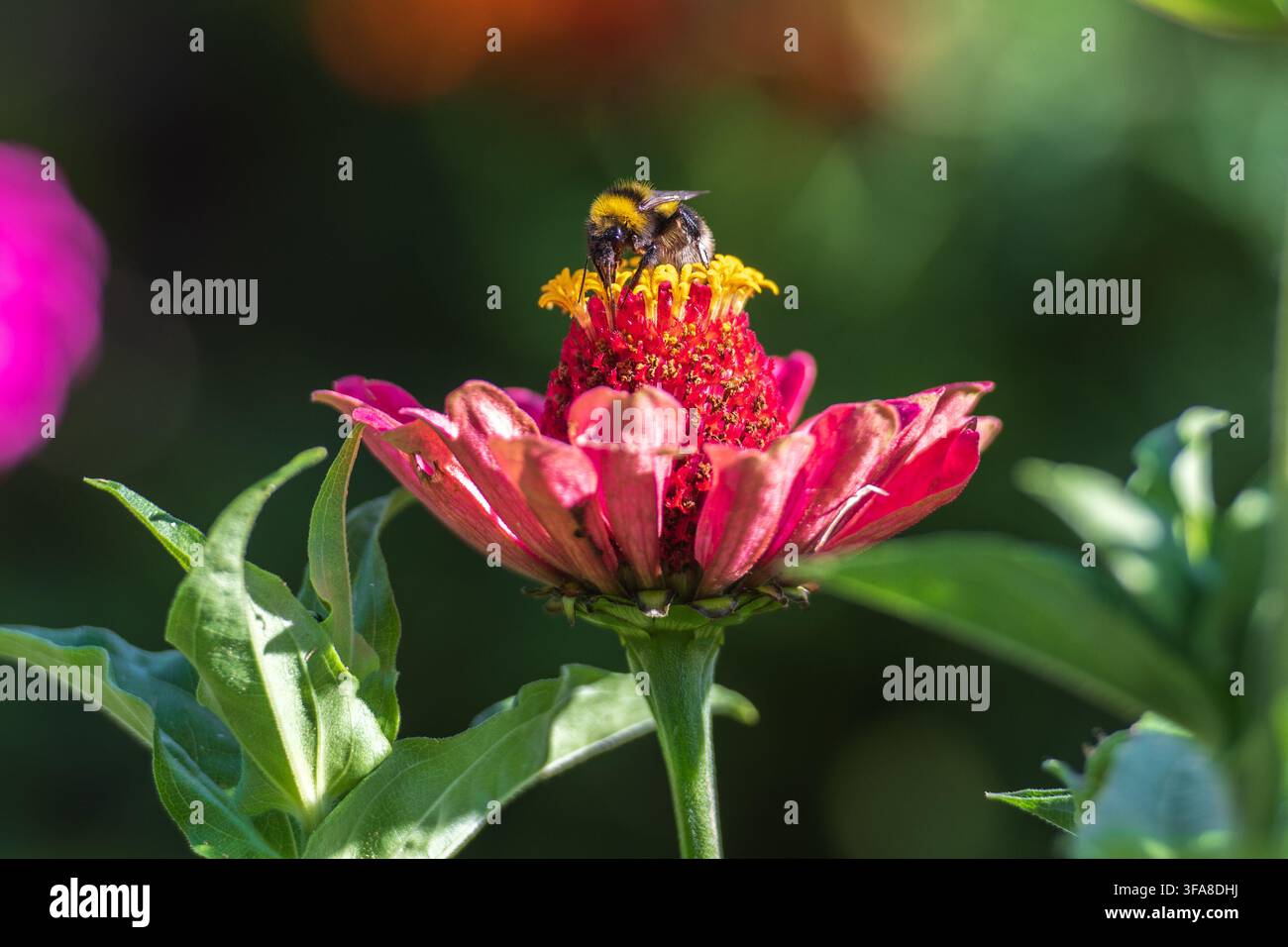Bourdon collectant du nectar et du pollen au sommet d'une fleur de zinnia rose en été Banque D'Images