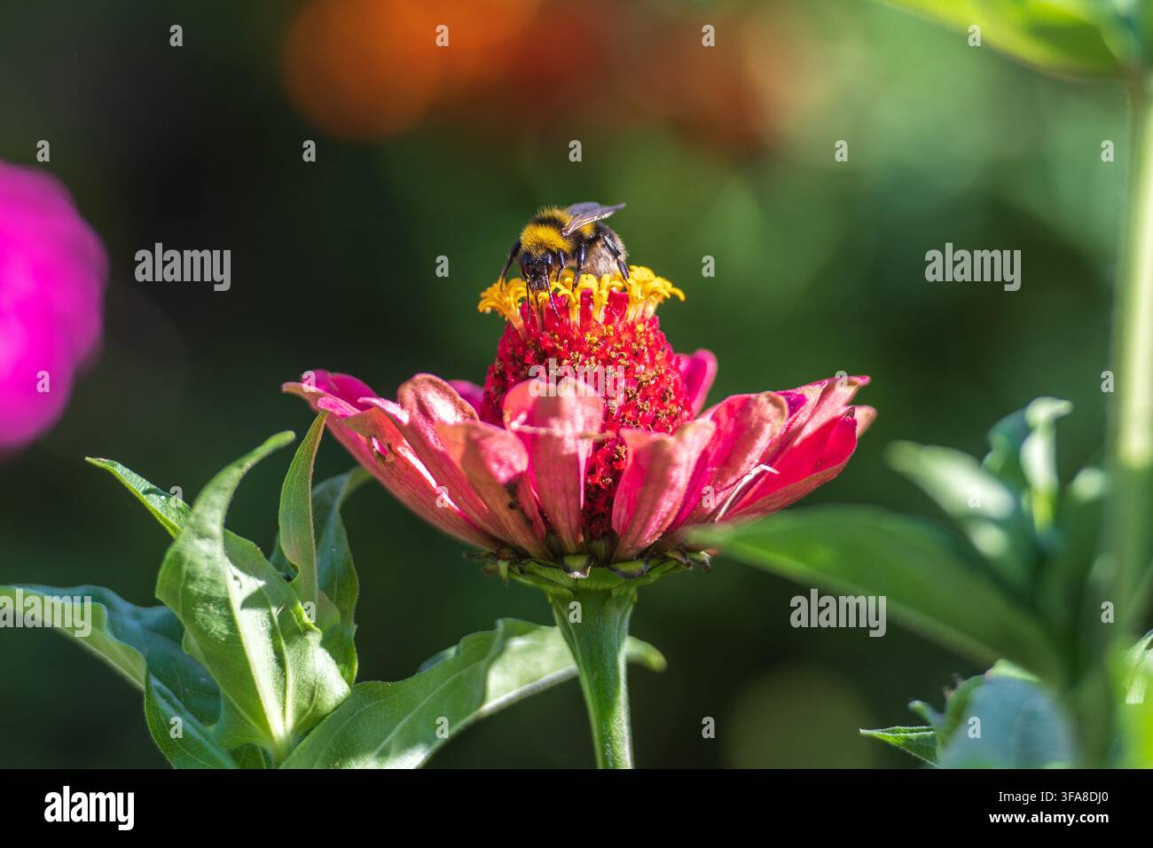 Bourdon collectant du nectar et du pollen au sommet d'une fleur de zinnia rose en été Banque D'Images