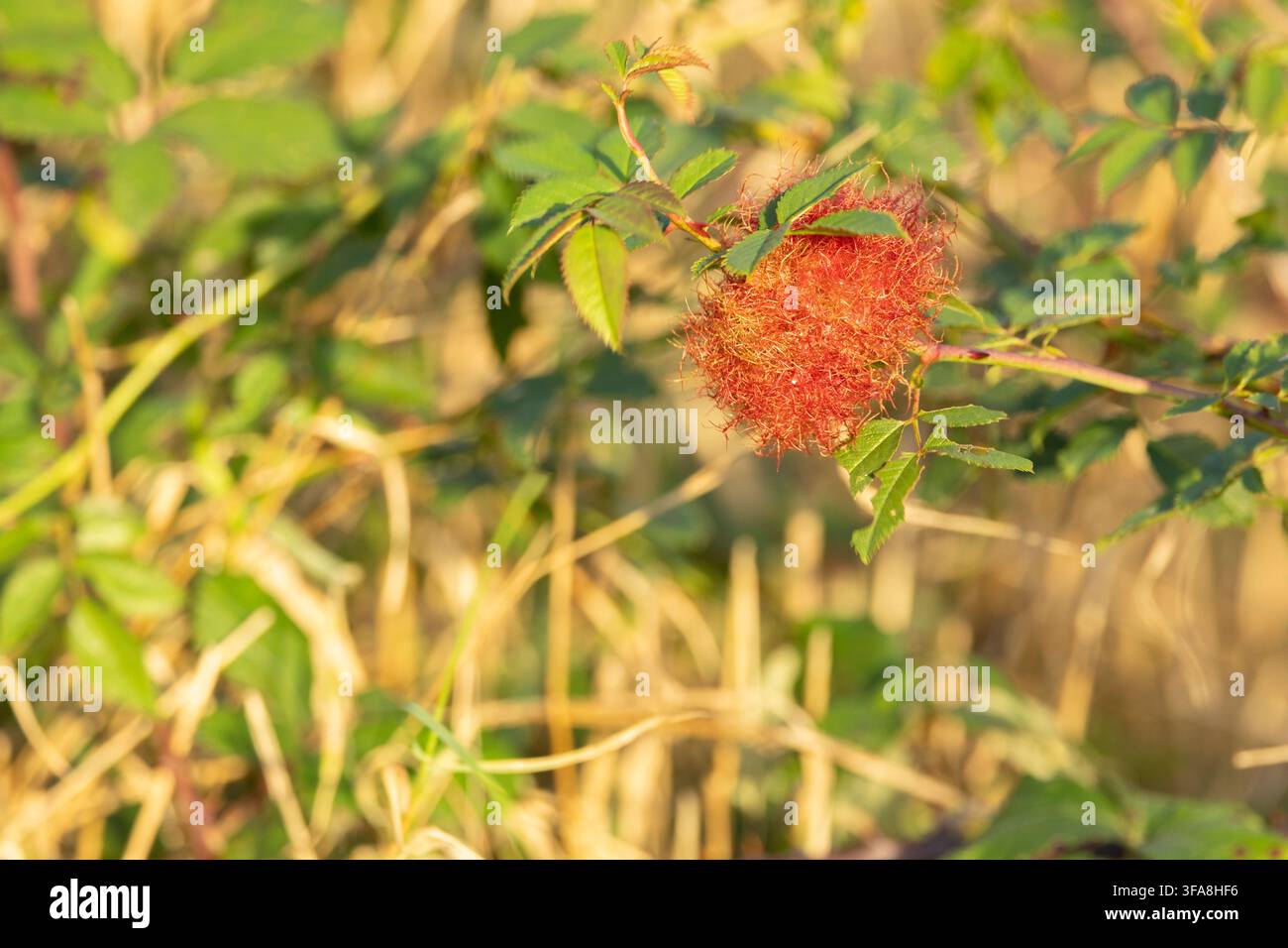 Galle de rose rouge sur une branche de rose sauvage pendant l'heure dorée à la campagne, gros plan Banque D'Images