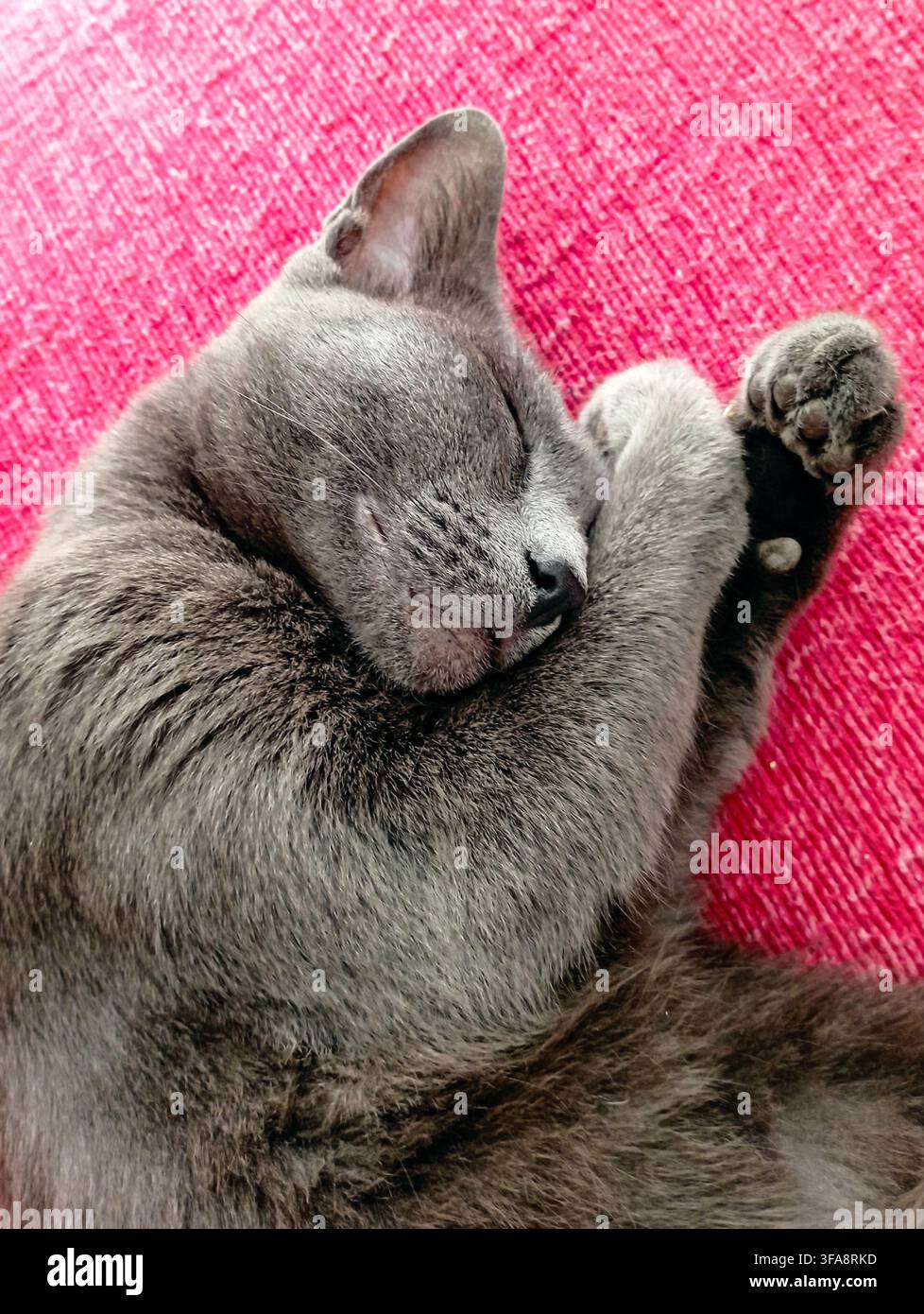 Mignonne chat gris dormant recroquevillé sur un fond textile rose vif, se couvrant le visage avec ses pattes Banque D'Images