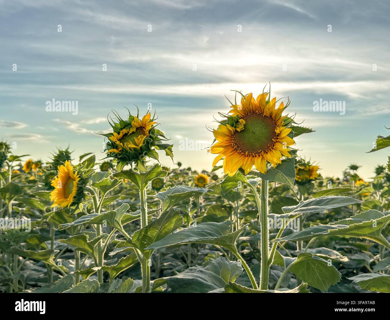 Champ de tournesols au stade de floraison avec des fleurs éclairées par derrière, agriculture et production de graines oléagineuses Banque D'Images