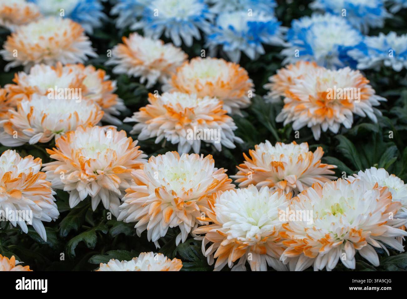 Gros plan sur Chrysanthemum morifolium ou Marguerite de fleuriste Banque D'Images