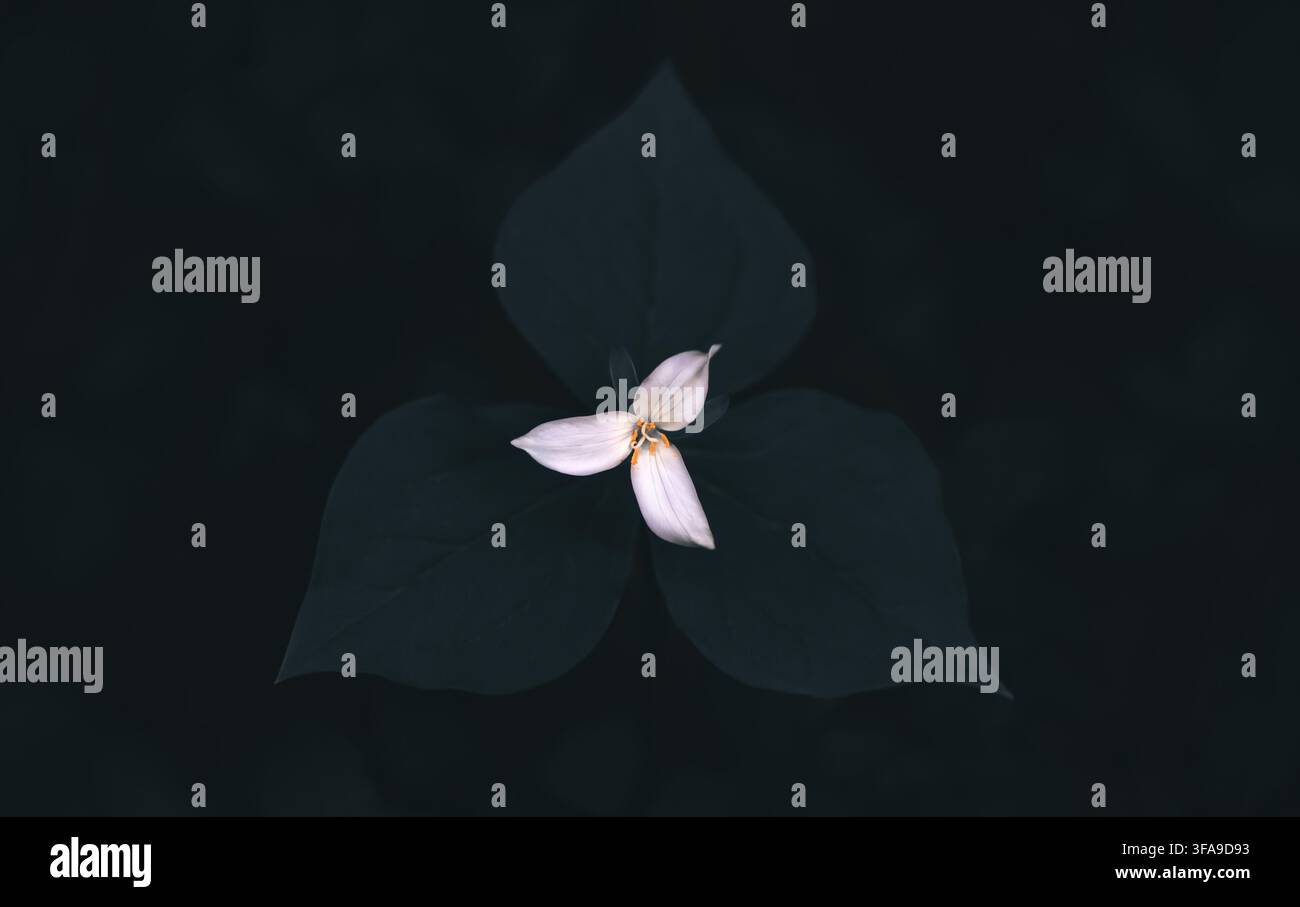 Macro d'un trillium du Pacifique (Trillium ovatum) en fleurs, vert émeraude profond, atmosphère sombre, effet mat, faible clé, horizontal Banque D'Images
