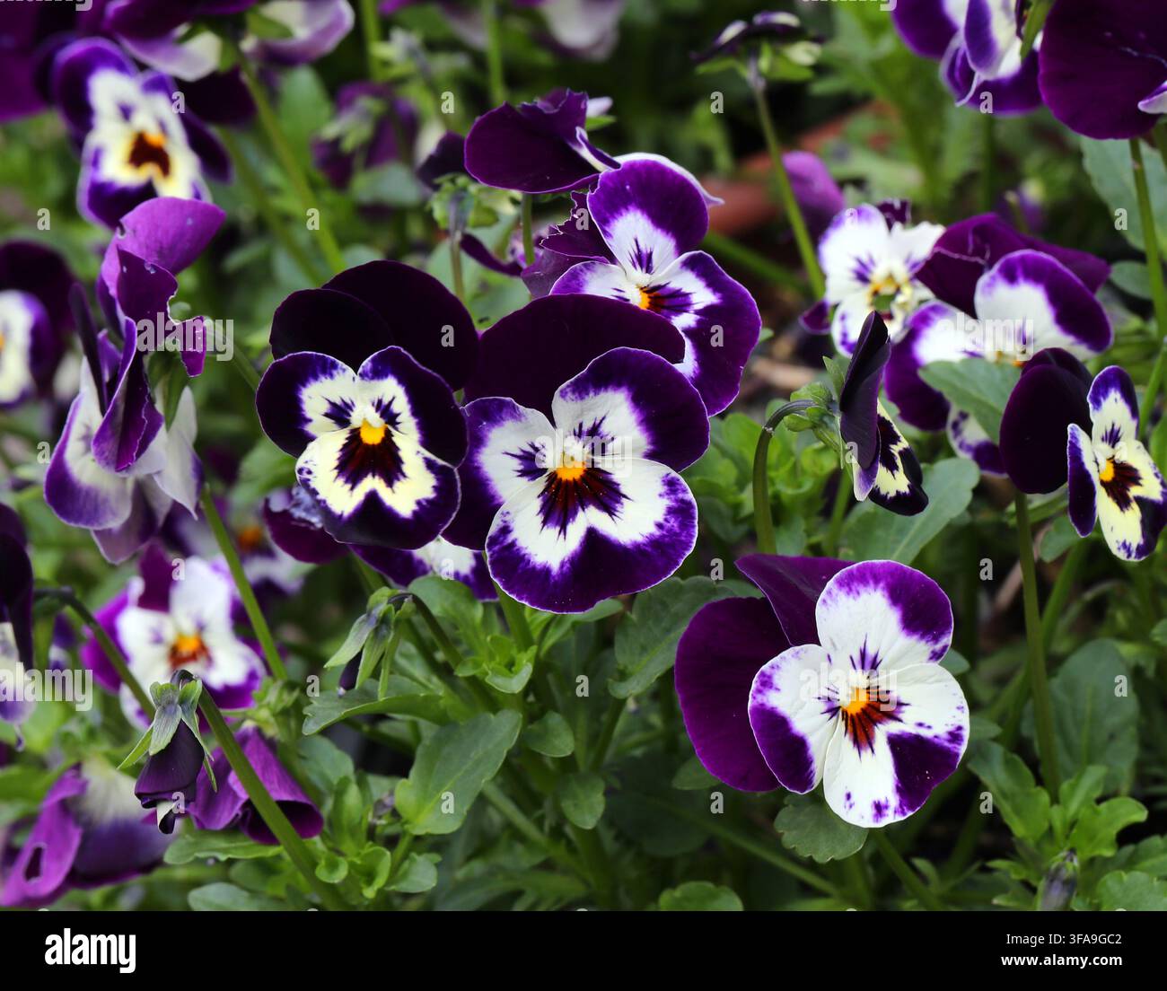 Pensée cornuée hybride 'Deltini Violet Face', Viola cornuta 'Deltini Violet Face', Violaceae. Origines européennes. Pensées de jardin violettes et blanches. Banque D'Images