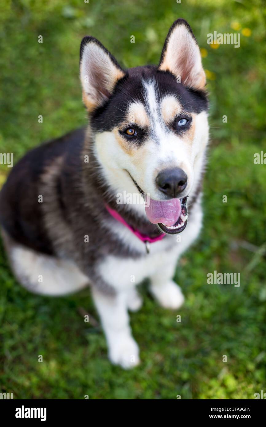 Un chien Husky avec hétérochromie dans les yeux regardant vers l'appareil photo Banque D'Images