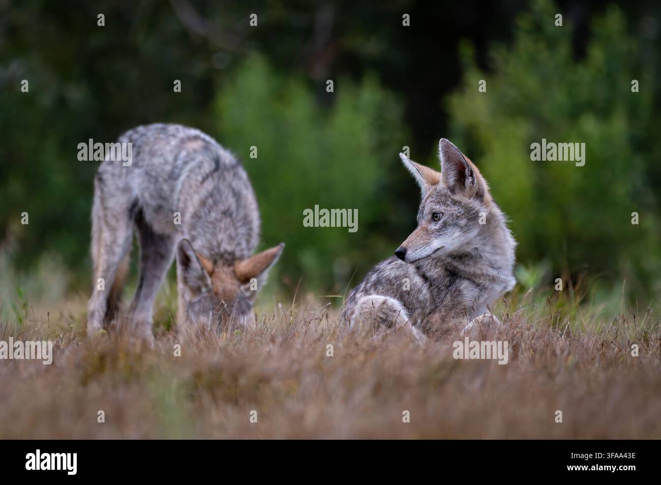 Deux louveteaux de coyote (Canis latrans) passent du temps ensemble dans une clairière herbeuse. Banque D'Images
