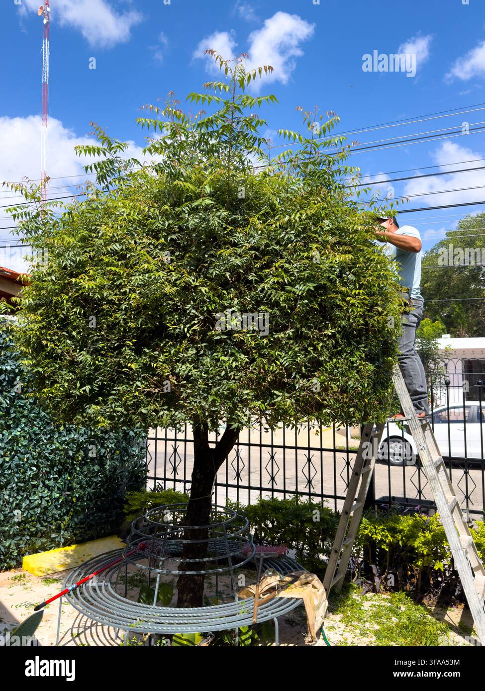 Mérida,Mexique.Un ouvrier taille un arbre mature dans un quartier résidentiel, soulignant l'importance croissante de l'entretien des arbres urbains pendant le réchauffement climatique Banque D'Images