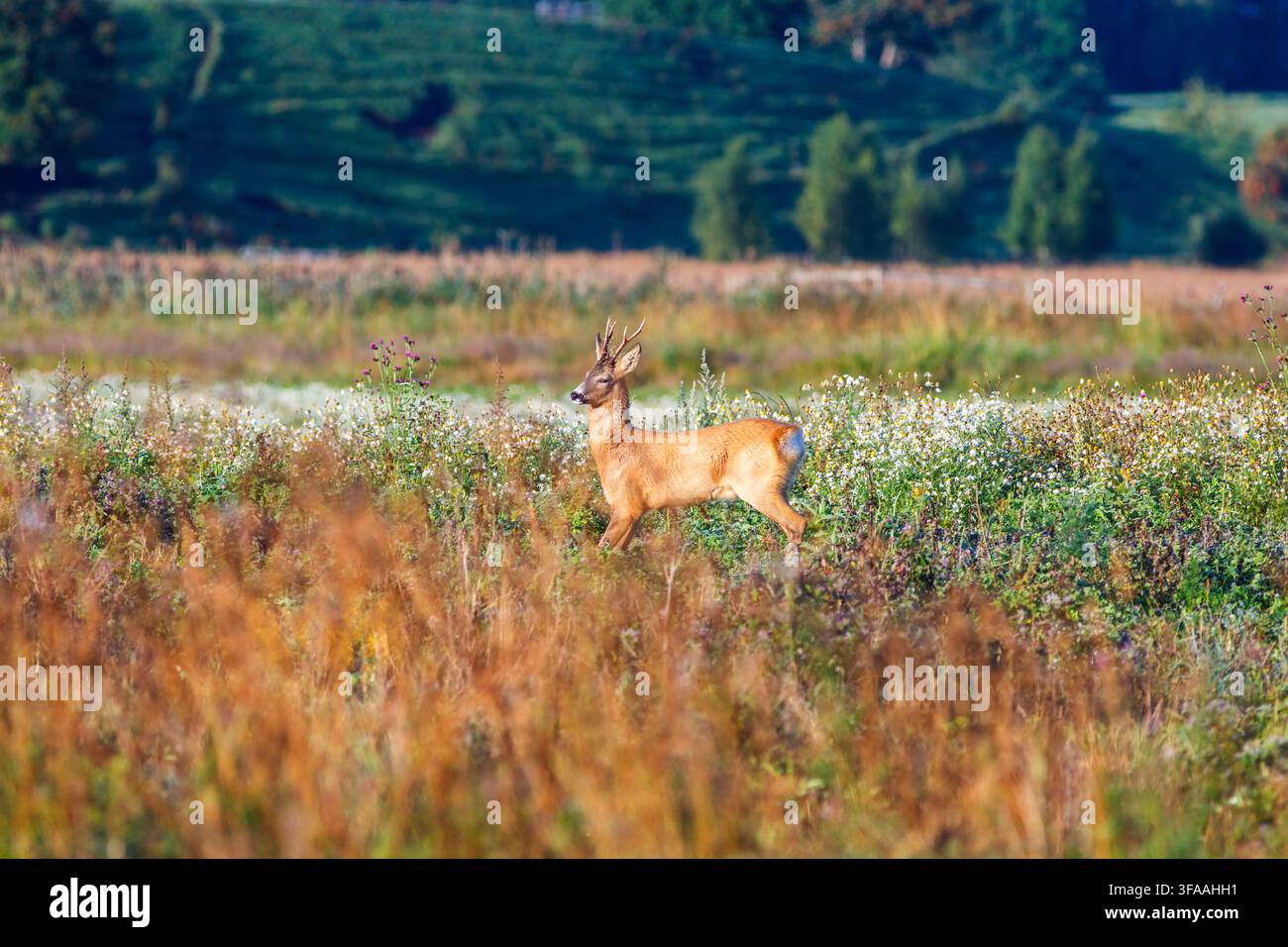 Cerf élaphe dans une prairie avec des fleurs sauvages d'été Banque D'Images