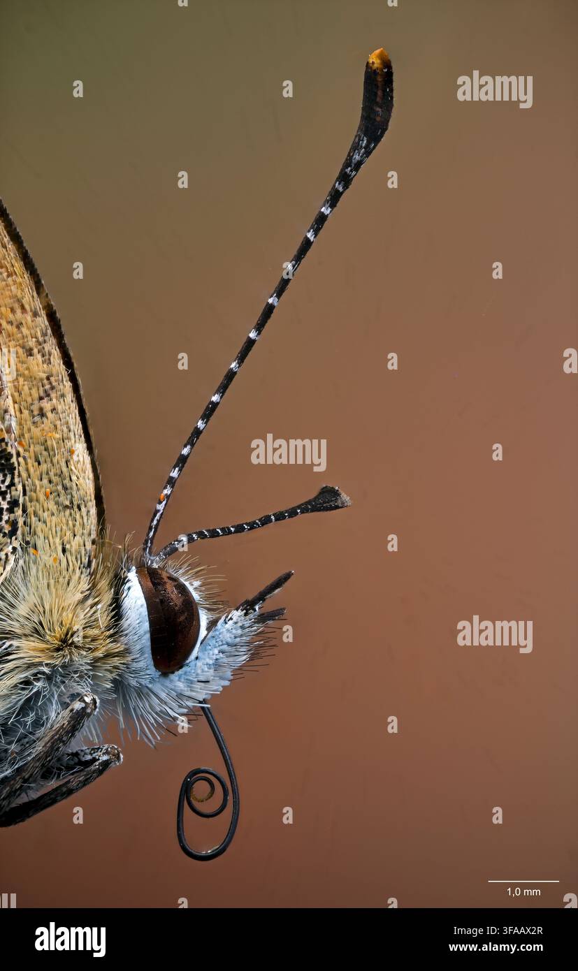 Cuivré rare (Lycaena virurgaureae, femelle). Banque D'Images