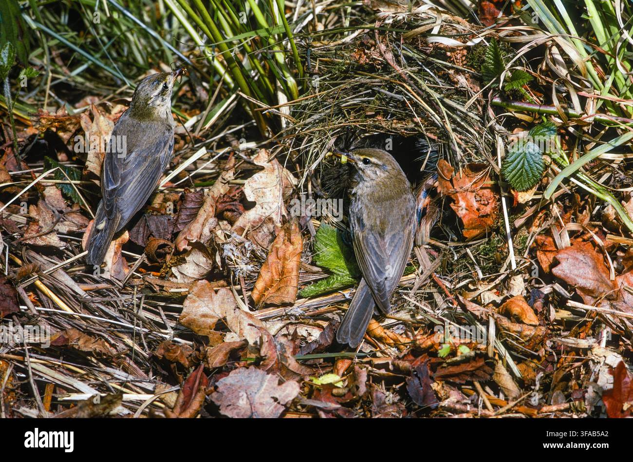 Hippolyte des marais, Phylloscopus trochilus, couple nicheur au nid au sol avec de la nourriture, Richmond Park, Londres, Royaume-Uni. Banque D'Images
