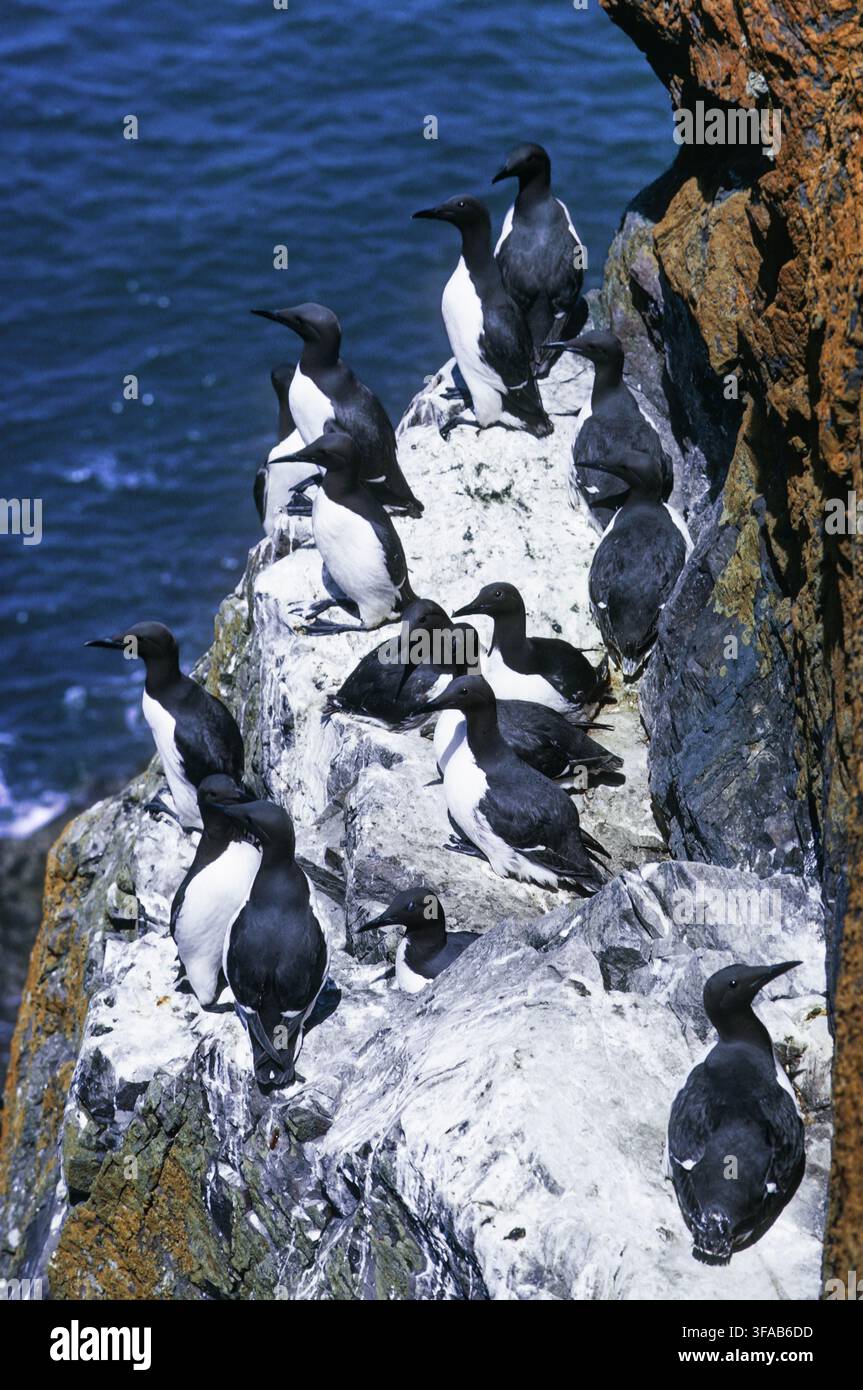 Mouette tridactyle, Uria aalge, colonie sur des falaises maritimes, îles Farne, Northumberland, Royaume-Uni. Banque D'Images