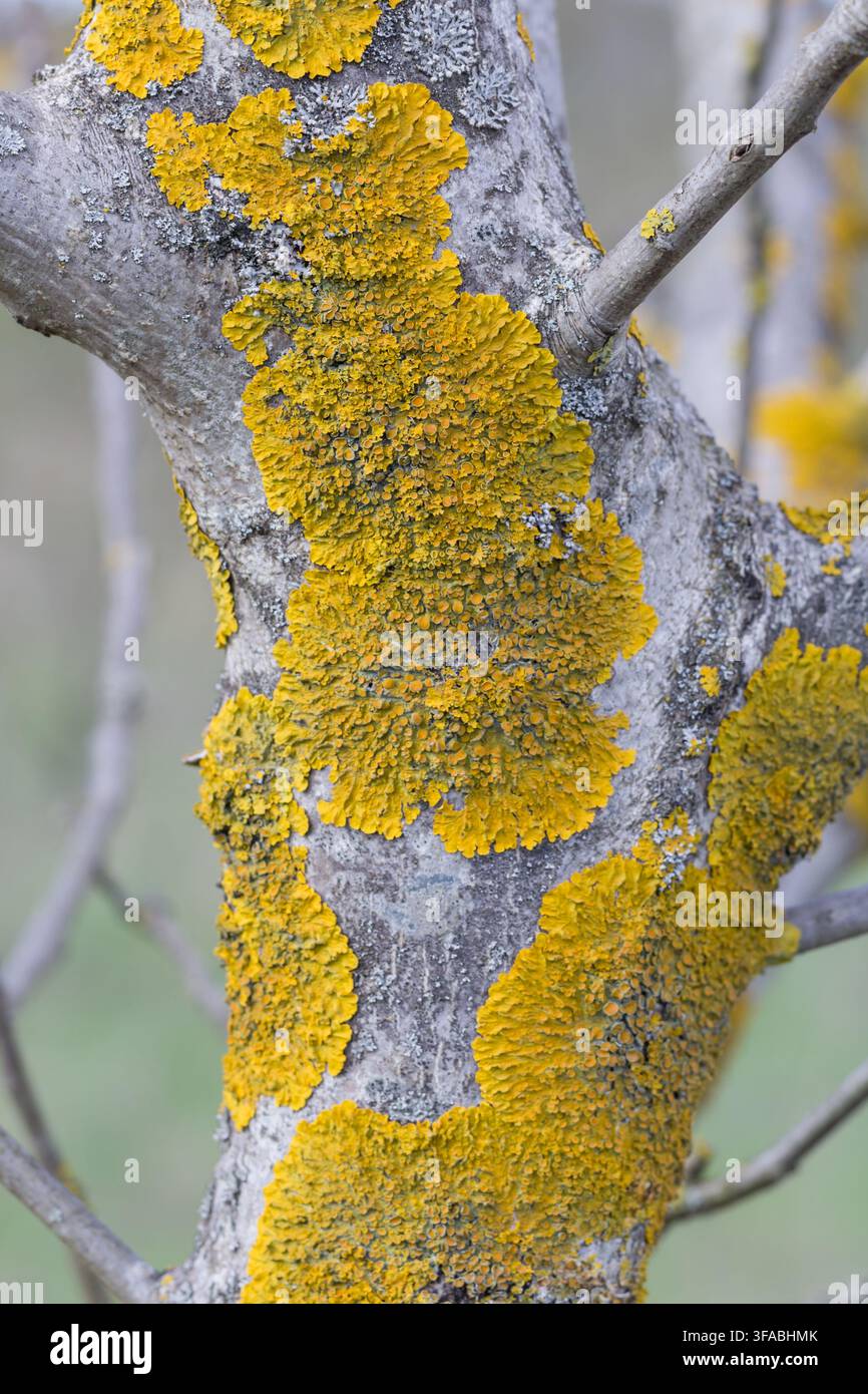 Lichen jaune poussant sur l'écorce d'un arbre. Banque D'Images