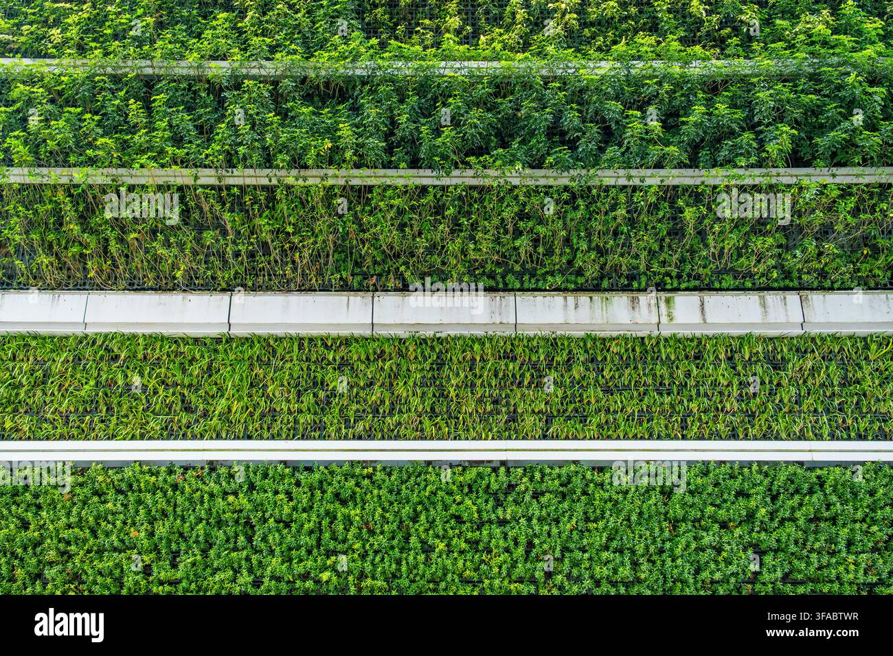 Close-up d'une façade de jardin vertical plantée dans la ville de Shenzhen, en Chine. Mur vivant, conception durable, verdurisation urbaine, adaptation au climat et nature Banque D'Images