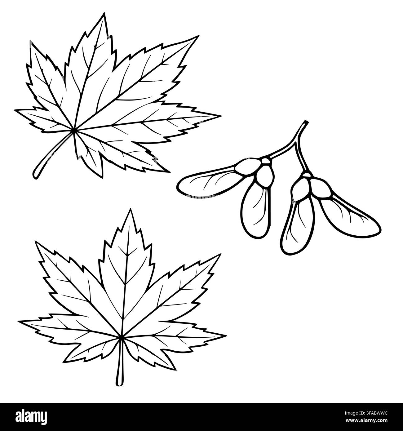 Illustration vectorielle de feuilles d'érable et de graines de samara, ensemble d'art linéaire noir et blanc Illustration de Vecteur
