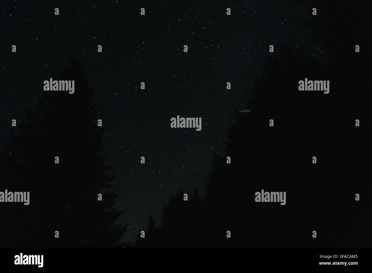 Un ciel rempli d'étoiles apparaît entre les silhouettes sombres de conifères à Kopaonik, en Serbie. Cette scène nocturne atmosphérique convient à l'astronomie, à la nature sauvage et à l'observation des étoiles Banque D'Images