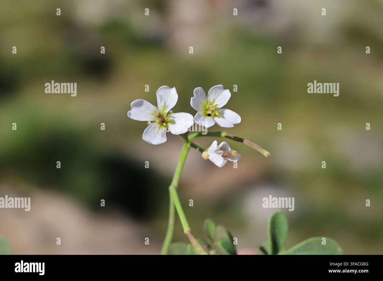 Cardamine glauca, Brassicaceae. Plante sauvage photographiée en été. Banque D'Images