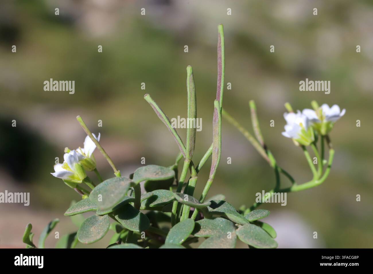 Cardamine glauca, Brassicaceae. Plante sauvage photographiée en été. Banque D'Images
