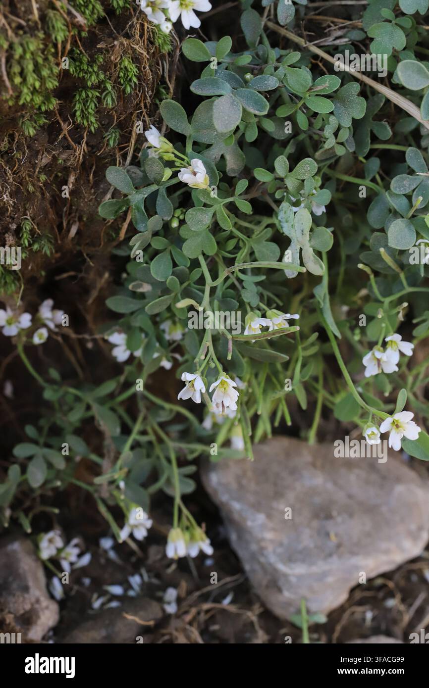 Cardamine glauca, Brassicaceae. Plante sauvage photographiée en été. Banque D'Images