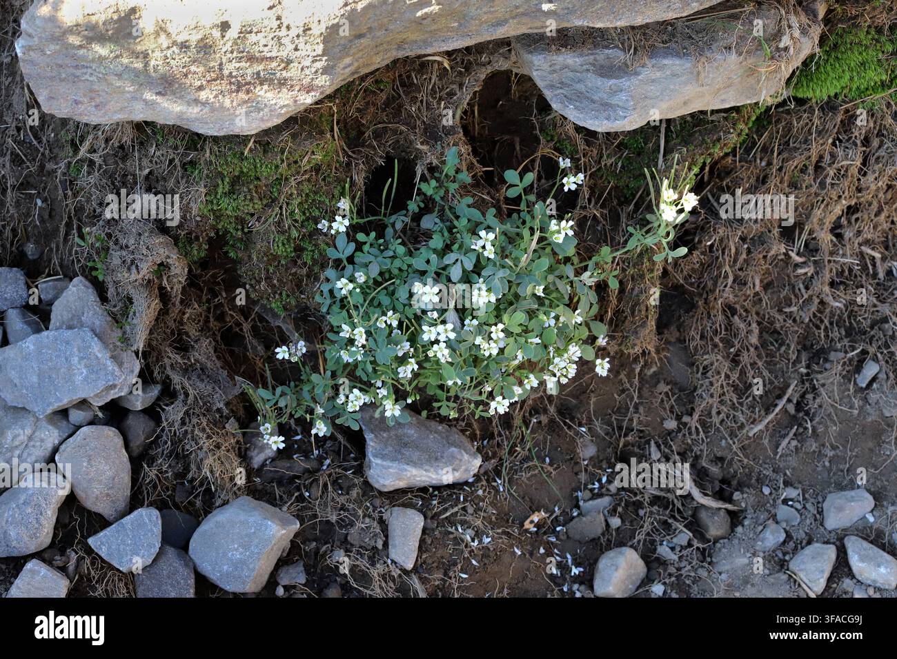Cardamine glauca, Brassicaceae. Plante sauvage photographiée en été. Banque D'Images