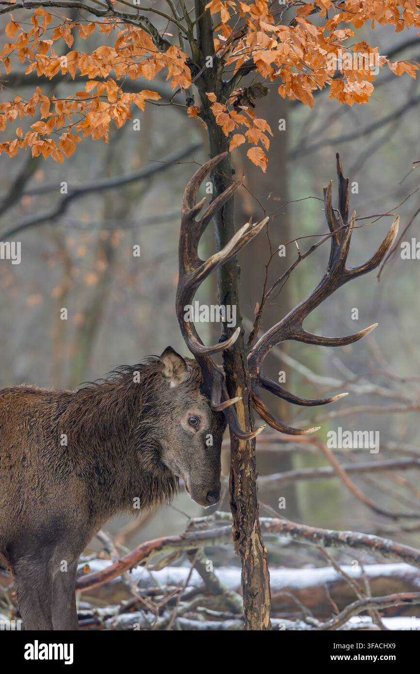 Cervelle se frottant contre un jeune hêtre par un cerf rouge (Cervus elaphus) avec de grandes bois, délimitant son territoire dans une forêt enneigée en hiver Banque D'Images
