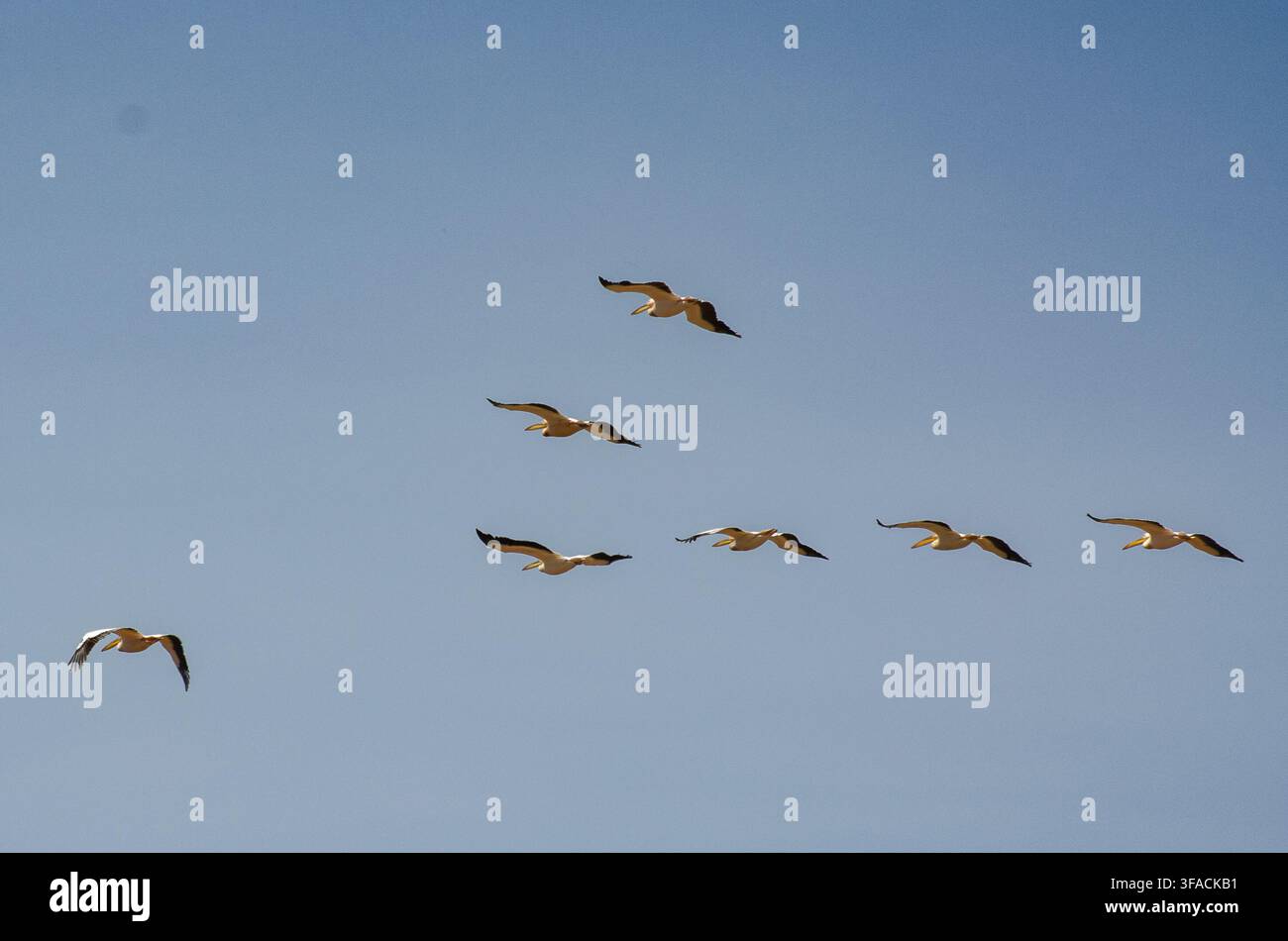 Troupeau d'oiseaux aquatiques africains volant en formation contre un ciel bleu clair en Tanzanie, en Afrique de l'Est Banque D'Images