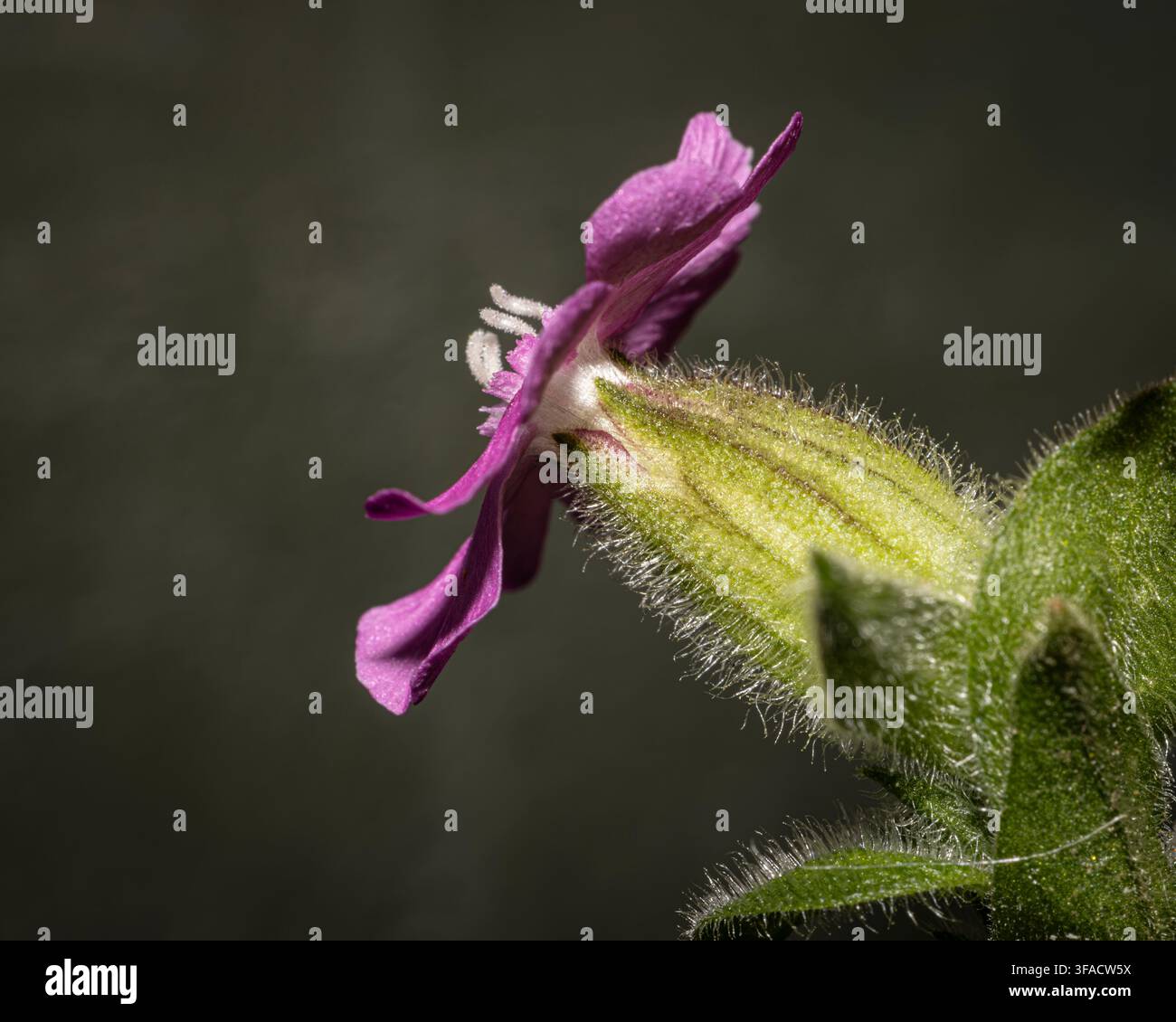 Fleur de Silene rouge femelle (Silent silica) gros plan macro vue latérale de la fleur rose et du calice avec le stigmate qui dépasse sur un fond vert flou Banque D'Images