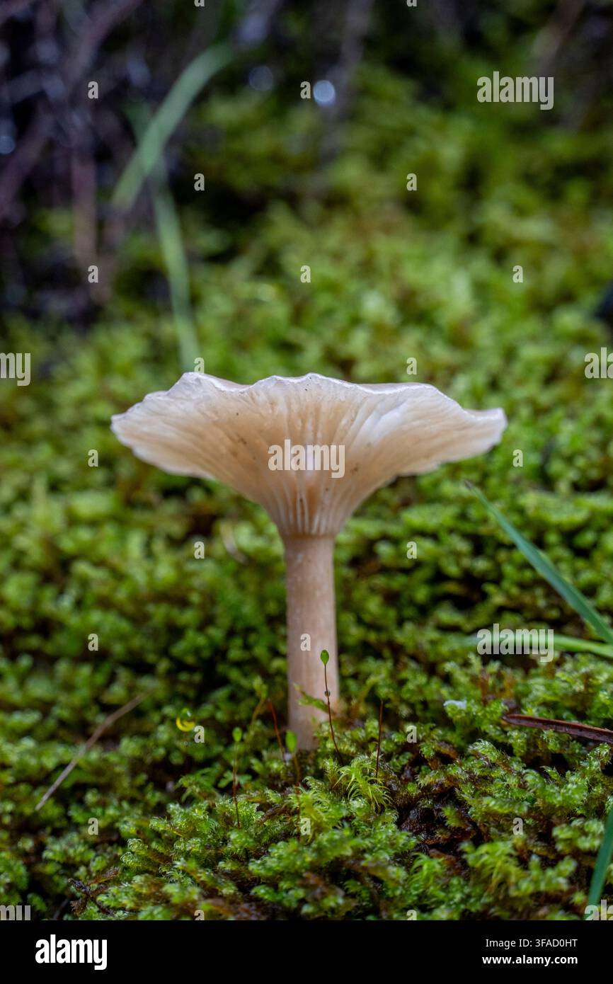 Un champignon est assis sur une tache de mousse. Le champignon est petit et brun. La mousse est verte et couvre le sol Banque D'Images
