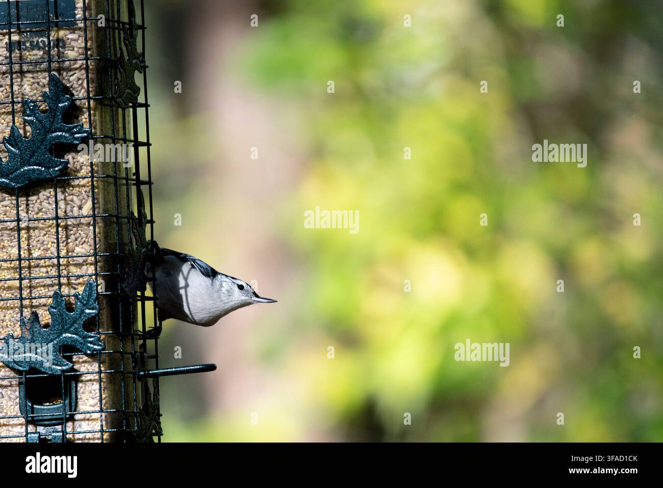 La Mésange à tête blanche (Sitta carolinensis) est une espèce d'oiseau de la famille des sittidés (Sittidae) de l'ordre des passériformes. Banque D'Images